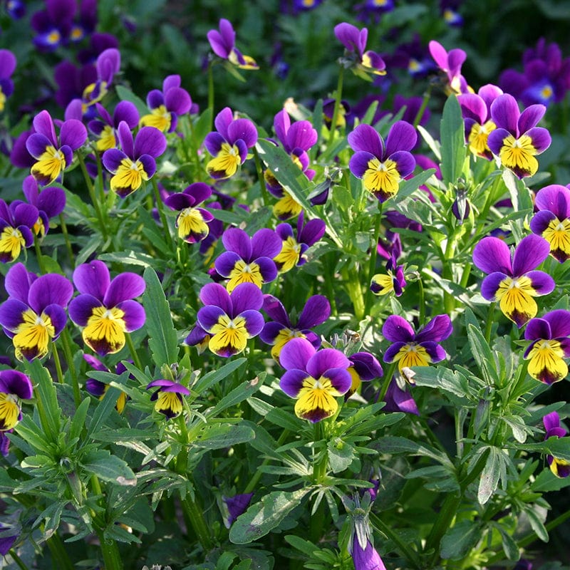 Driekleurig viooltje - Zaden