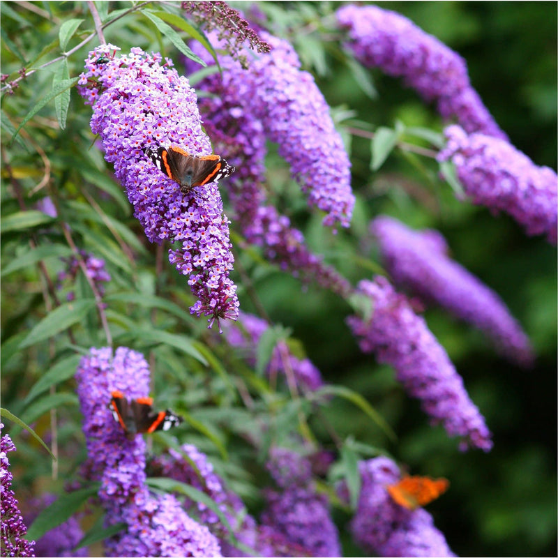 Vlinders op paarse langwerpige bloemenpluimen van bio buddleja petite vlinderstruik