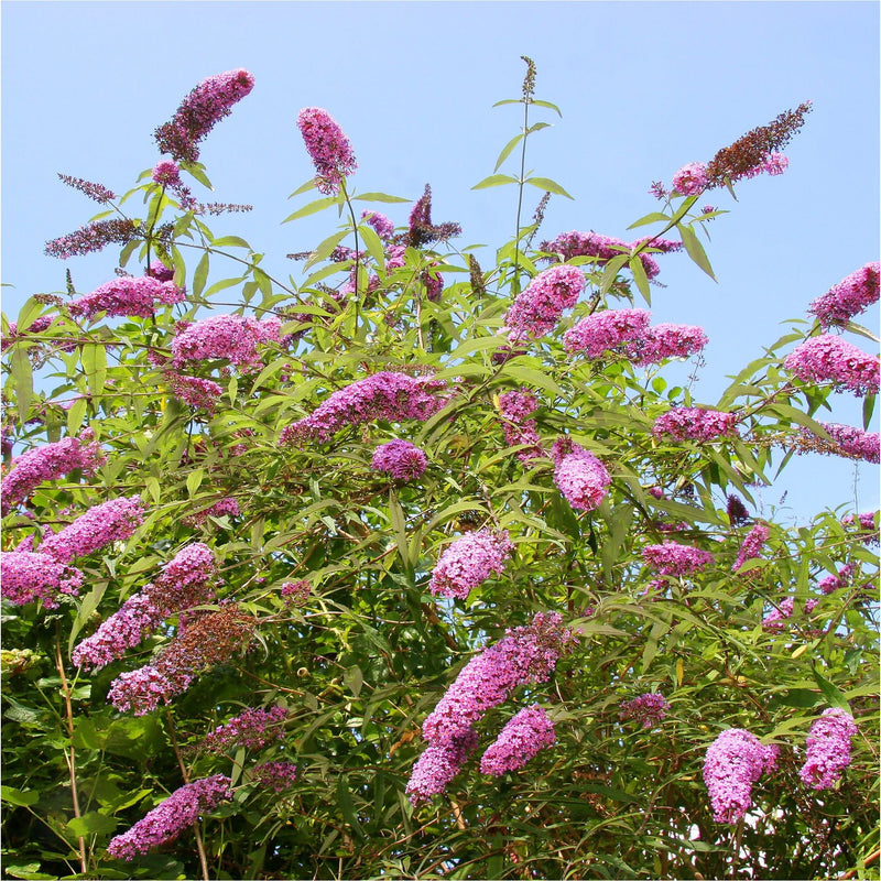 Bio buddleja Vlinderstruik met roze bloemetjes in langwerpige pluimen, voor een blauwe lucht