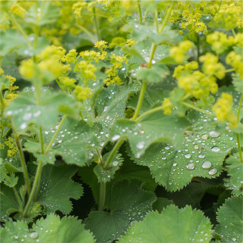 Druppels water op gekarteld groen blad van Vrouwenmantel bio, met gele kleine bloemetjes
