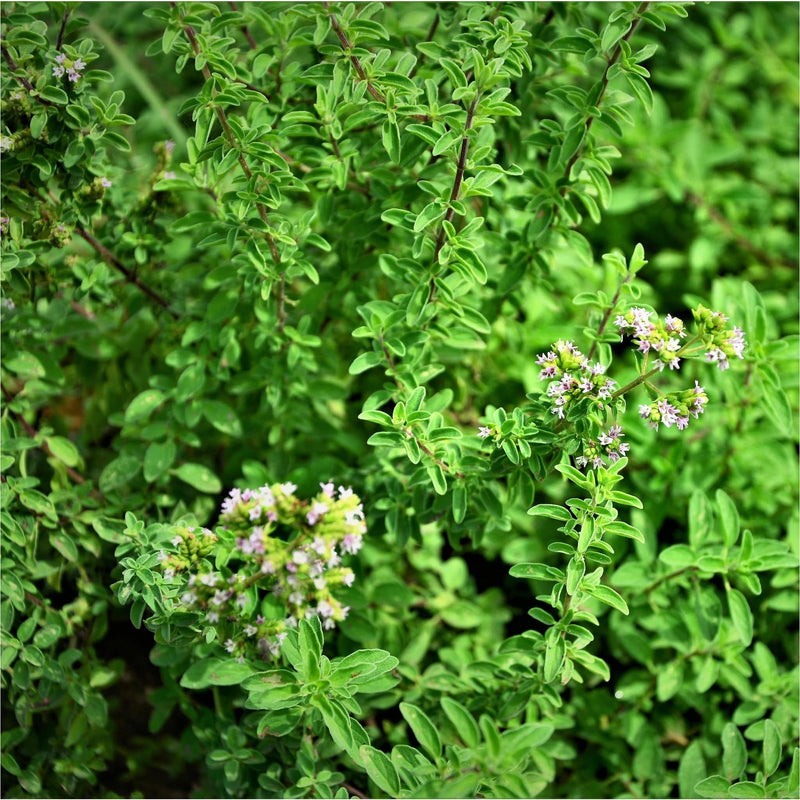 Struikje Wilde Marjolein, met stengels kleine groene blaadjes en lichtroze bloemetjes van de bio wilde marjoleiin