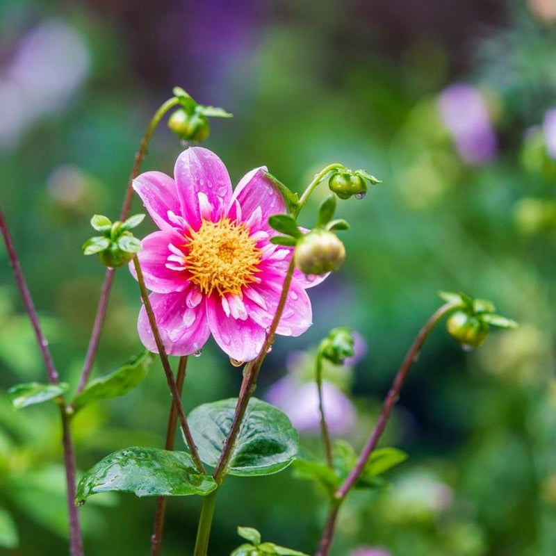 Dahlia Hartenaas, bioligisch, mooie roze bloemen met een geel hart