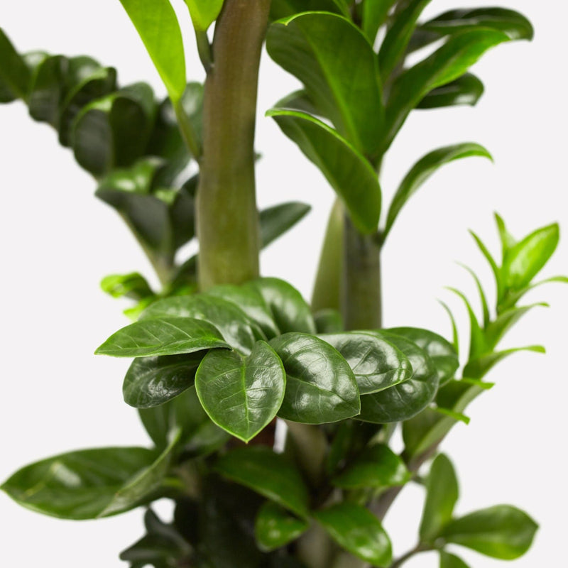 zz-plant, close up van stengel met kleine, groene bladeren.