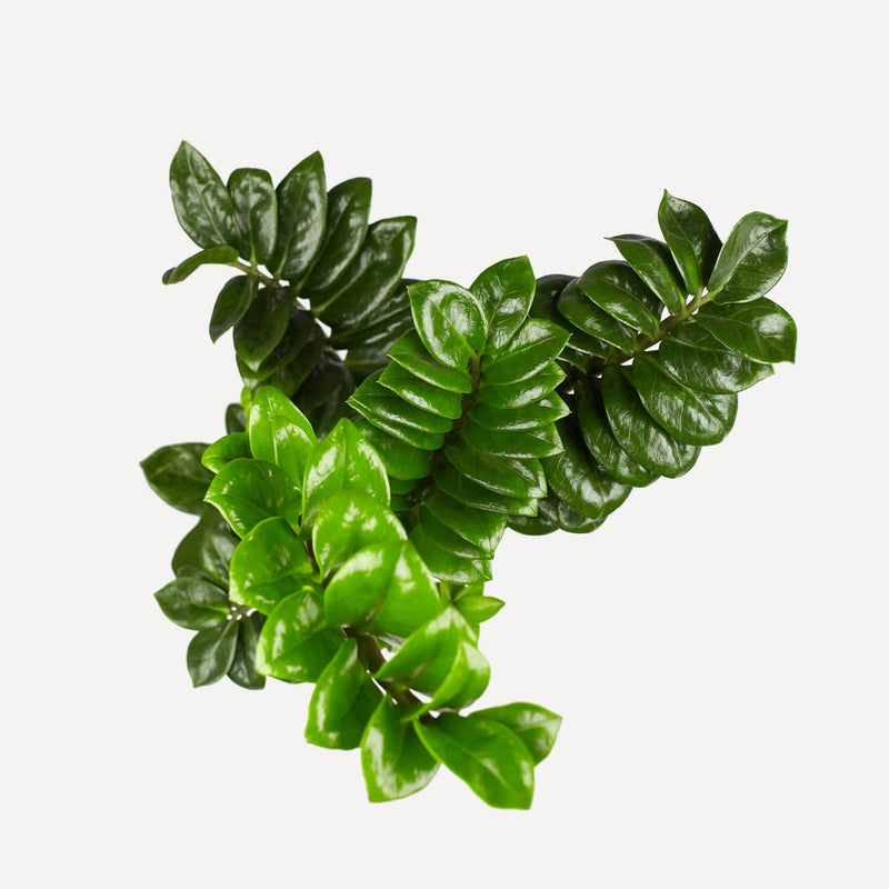 zz-plant, plant van bovenaf gezien met stengels met dikke, groene bladeren. 
